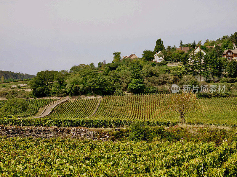 Wineyard /波恩,法国